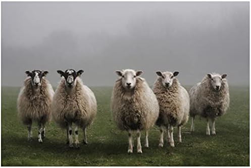Eorntdy בד קיר אמנות קיר כבשים ללא פרום בתמונות שדה ציור ציורי בד אמנות קיר לבעלי חיים לסלון חדרי אמבטיה בית מודרני דקור משרד קנבס קיר עיצוב 12x18 אינץ '